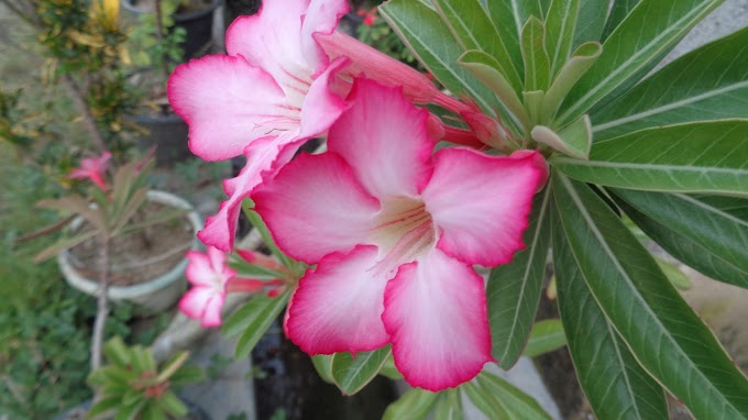 Bunga Indah Berwarna Pink Ini Namanya Adenium Obesum