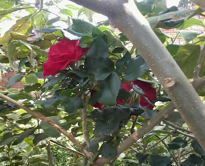 rosas da dona Maria