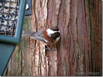 Chestnutbacked Chickadee
