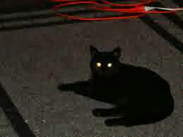 The Black Cat 