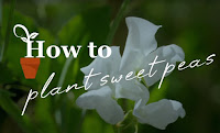 how to plant Sweet Pea