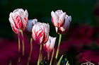Tulipanes bicolor.jpg