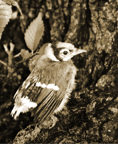 Explore Missouri Blue Jays