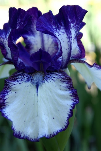 purple and white iris photo by mpgphoto