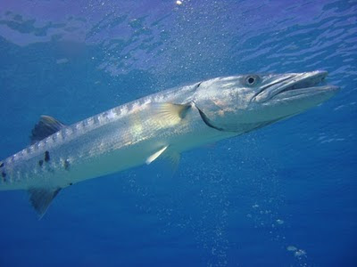 [ベスト] オニカマス 料理 170090-オニカマス 料理