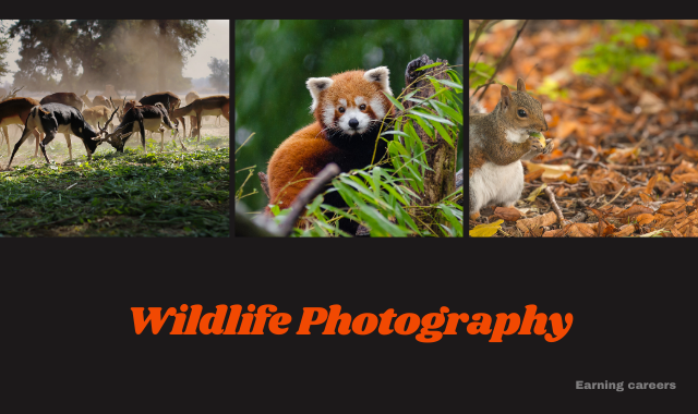 wildlife-photography