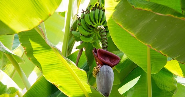 Tinjauan Umum Tanaman Pisang  Kumpulan Materi Pengetahuan 