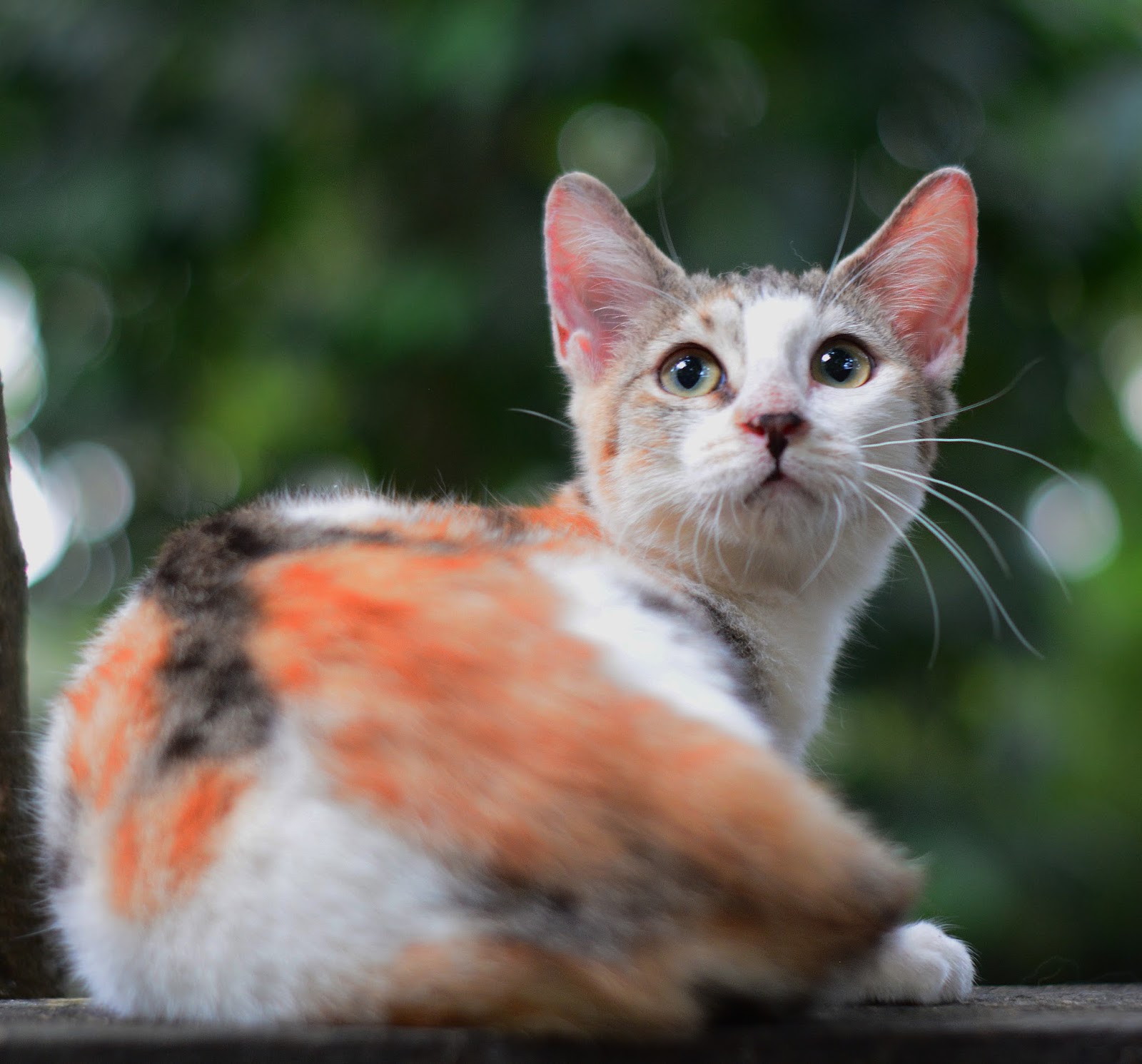 Makanan Kucing Yang Favorit Di Pakai Oleh Pencinta Kucing Di Indonesia