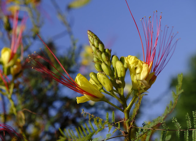 কৃষ্ণচূড়া ফুলের ছবি