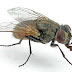 Γιατί οι μύγες προτιμούν το μπλε χρώμα; Πώς θα βοηθήσει η διαπίστωση στην καταπολέμηση ασθενειών