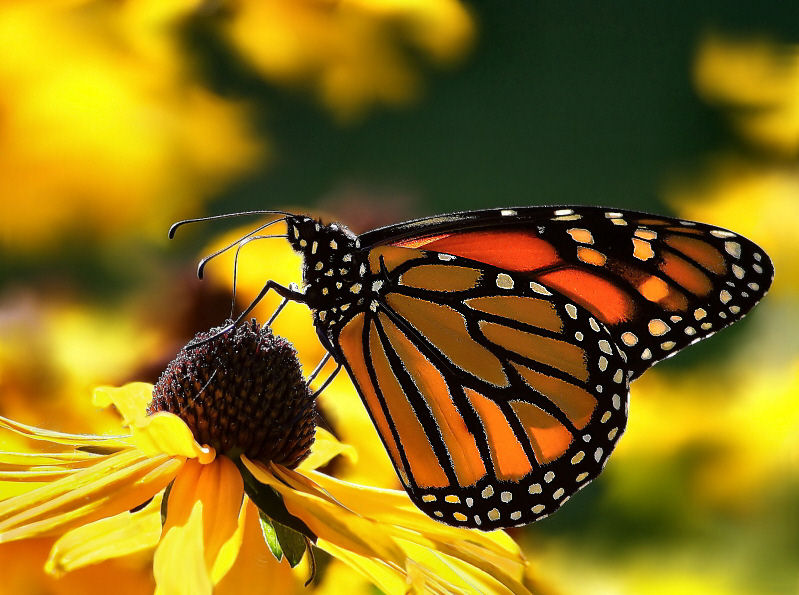 Welcome to the Living World: Butterfly, Moth \u0026 Caterpillar facts