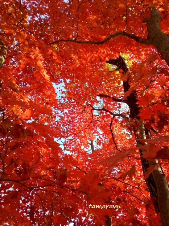 Клён ложнозибольдов (Acer pseudosieboldianum)