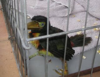 Touky, collared Aracari, La Ceiba, Honduras