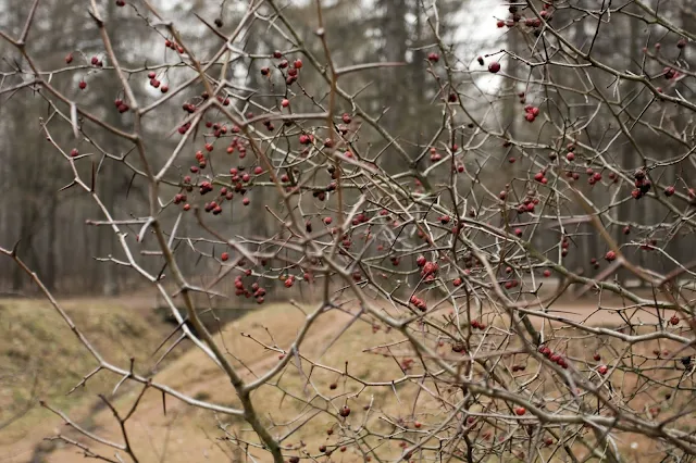 парк Кусково