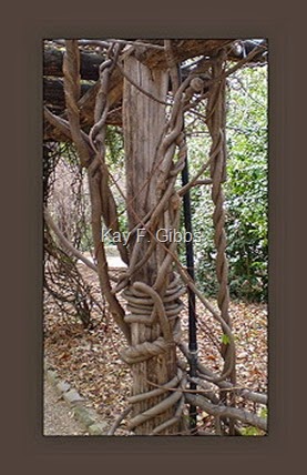 vines