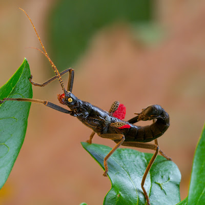 foto: Peruphasma schultei