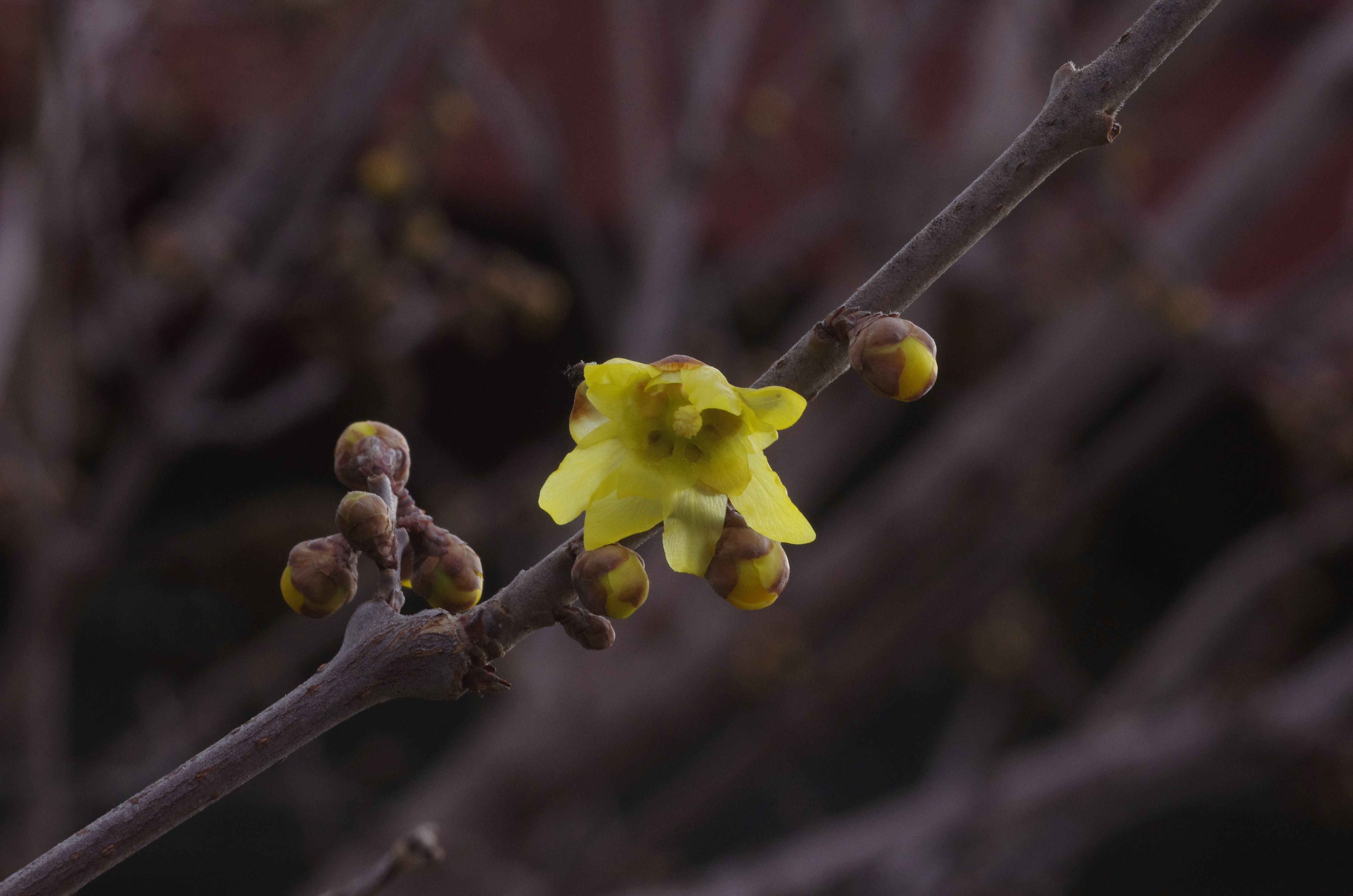 Chimonanthus praecox