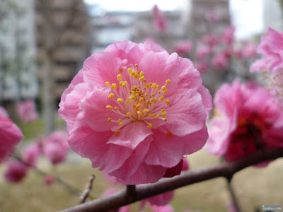 神津神社梅の花