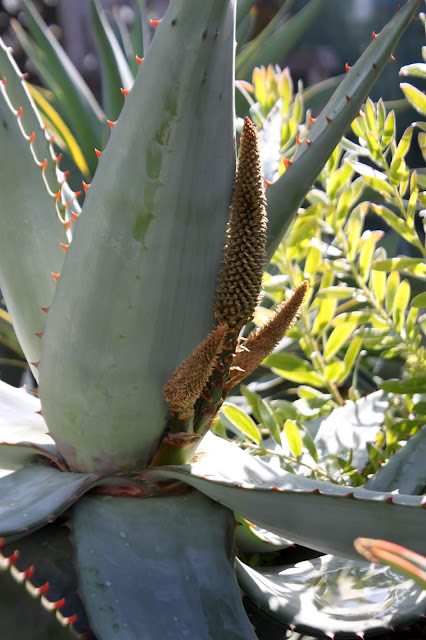 Aloe ferox young inflorescence closeup 5 days later