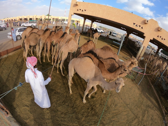 Mercado de Camelos Al Ain