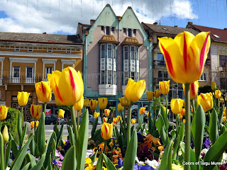 Colorful spring tulips in the Targu Mures City Center. Lalelele din centru orasului Tirgu Mures
