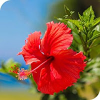 Hibiscus Extract - Hair Grow