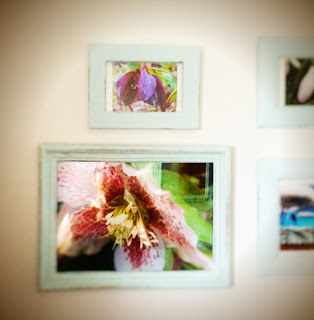 Framed flowers