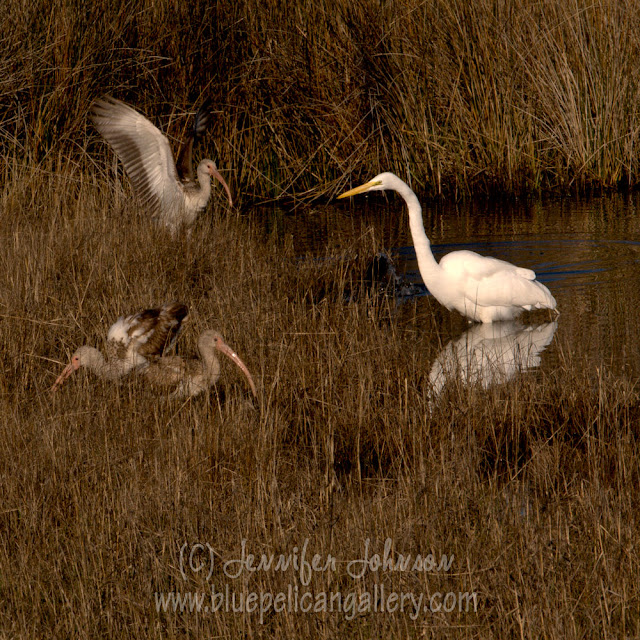 Heron and Ibis Wildlife Nature Photography by Jennifer Johnson, owner of Blue Pelican Gallery, Cape Hatteras NC