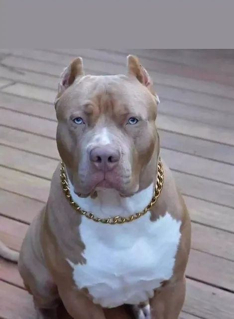 Pitbull Gotti Razor Edge
