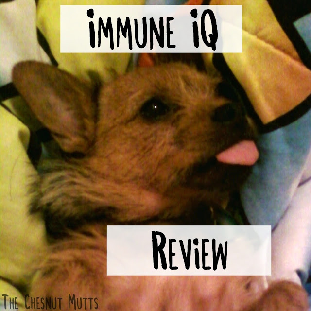 The Chesnut Mutts Immune IQ review