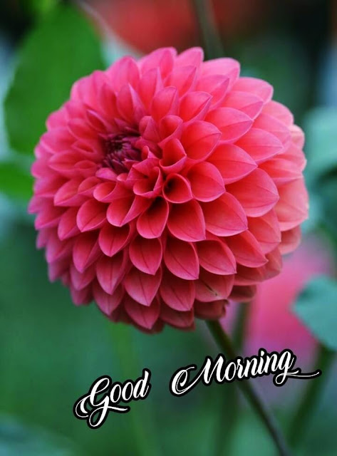 Red Flower Good Morning Images HD