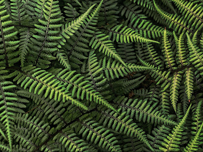 Fern Plant Desktop Wallpaper