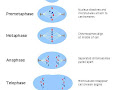 Which Of The Following Events Occurs During Telophase Of Mitosis