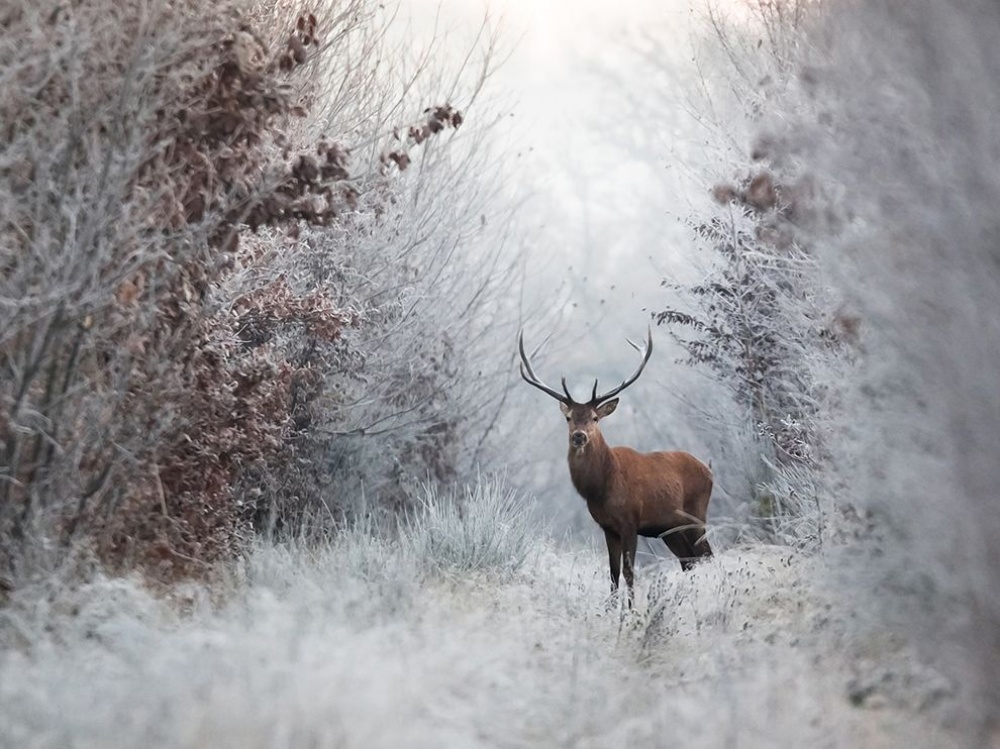 30 best national geographic pictures for the year