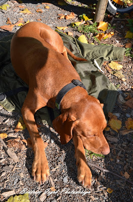 Magyar Vizsla braucht eine Jacke als Unterlage