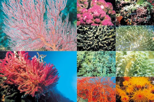 Arrecifes y corales en el fondo del mar (10 fotos de 800x600)