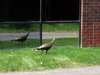 Turkey at Captivate HQ outside Boston
