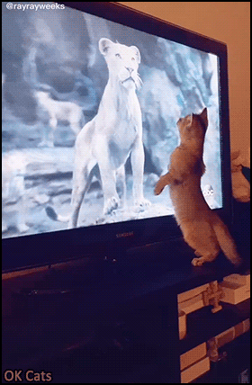 Funny Cat GIF • Suddenly a curious cat startled by big Lion King on TV [ok-cats.com]
