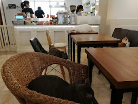 バンコクの猫カフェ【MofuMofuCafe】（モフモフカフェ）