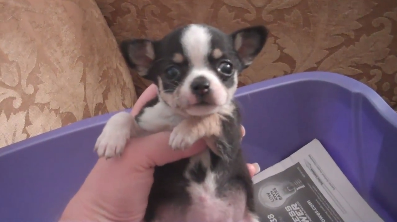 Cute Dogs: Teacup Chihuahuas