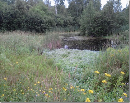 ironr_trail_view