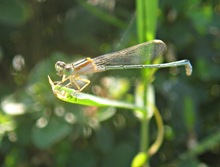 capung jarum/Damselfly_Ischnura senegalensis (female/betina) - Common Bluetail -  Marsh Bluetail - Ubiquitous Bluetail -  African Bluetail -  Senegal Golden Dartlet_2