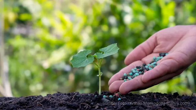 Pupuk untuk Melebatkan Buah Timun