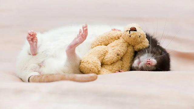 Cute Sleeping Rats