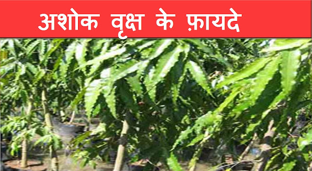 अशोक पेड़ के औषधीय गुण,अशोक पेड़ के औषधीय गुण ,Ashoka Tree Benefits,Health Benefits of Ashoka Tree,in Hindi,
