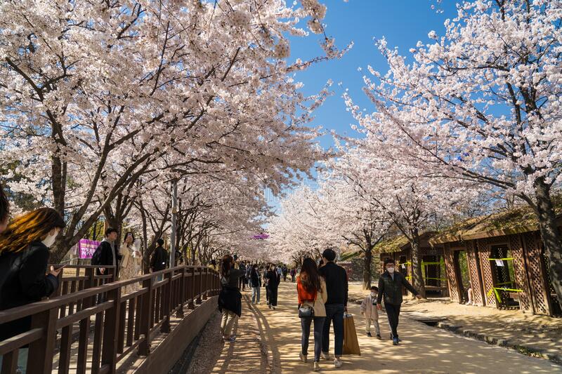 غابة سيول تفتح أزهار الكرز في كوريا الجنوبية 2023