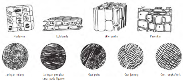 gambar jaringan