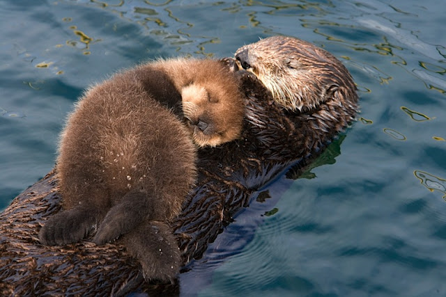 Sea Otter - Nutria Marina