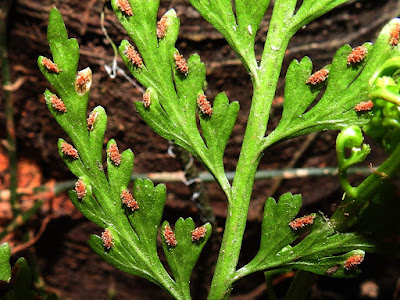 Sori & indusium of Asplenium ritoense