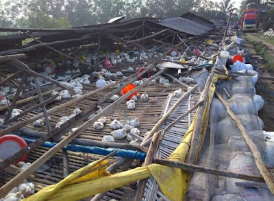 Beredar Foto-foto Kandang Ayam Broiler Ambruk di Way Jepara